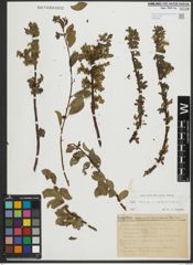 Foto von Salix retusa L. x Salix waldsteiniana Willd.